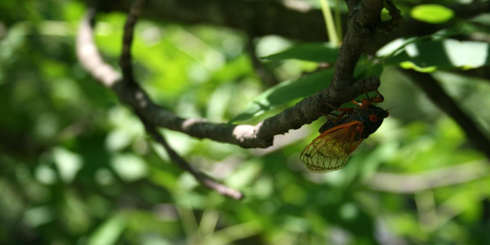 El Regreso de las Cigarras: Un Fenómeno Natural Tras 17 Años.